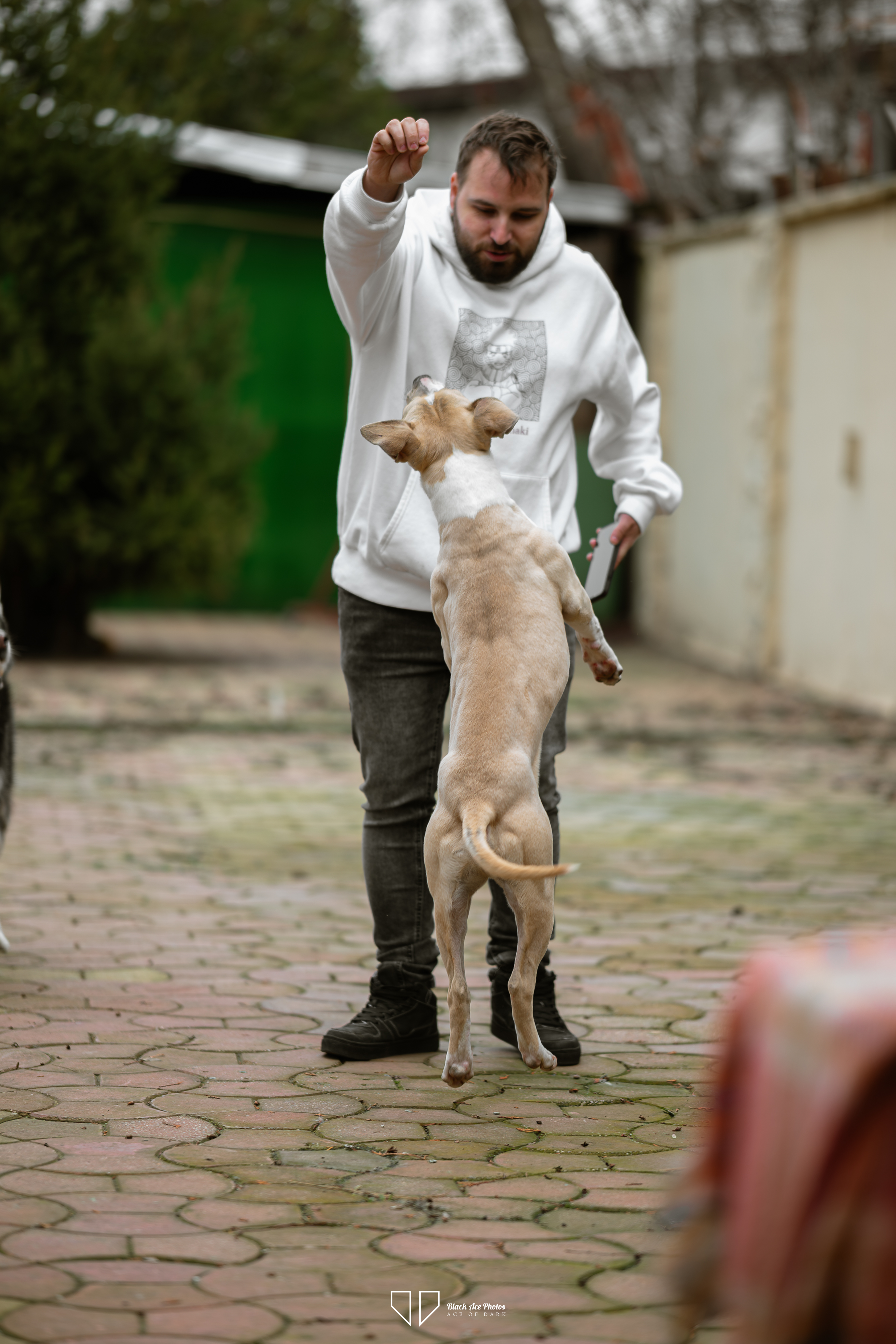 Imagine animal