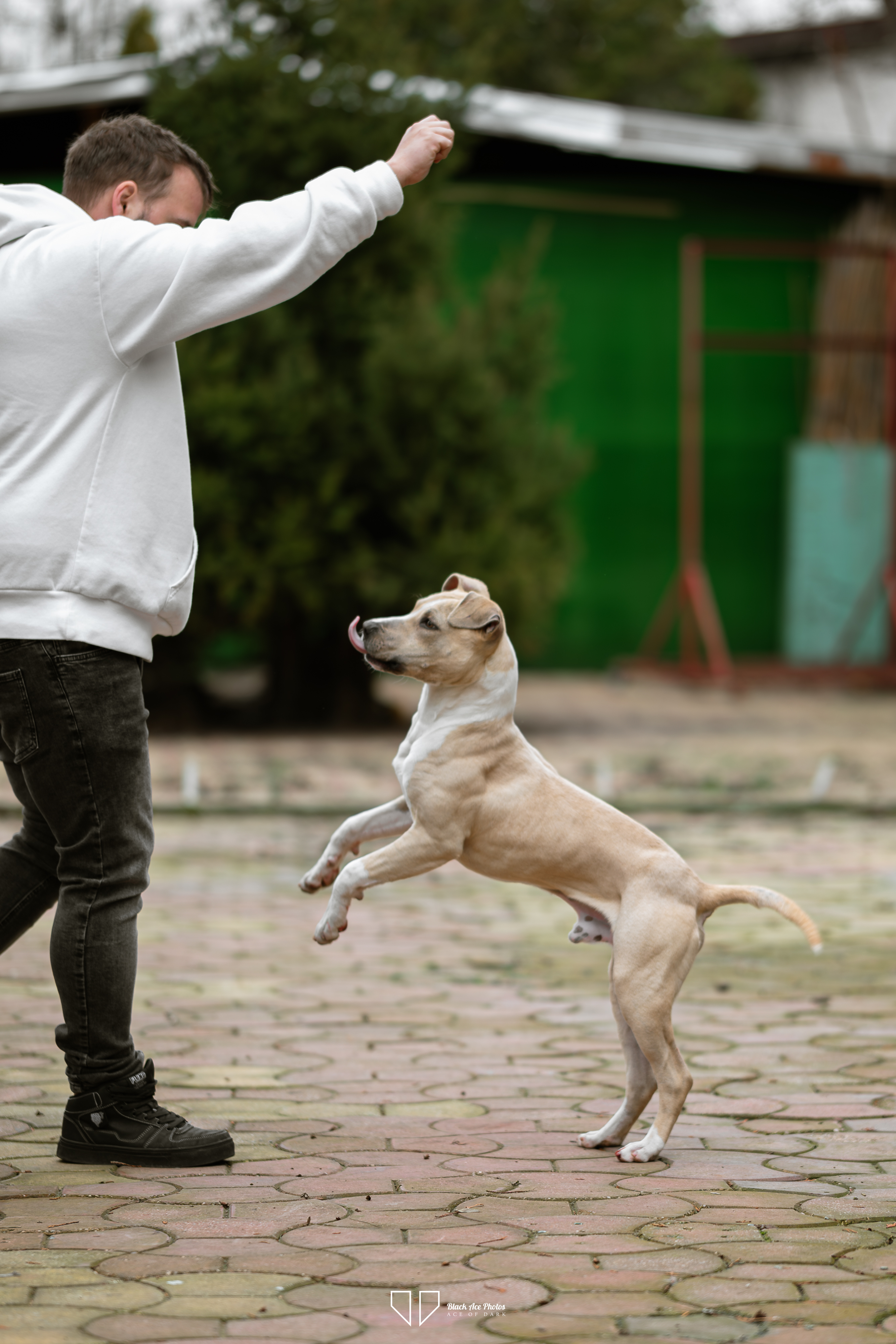 Imagine animal