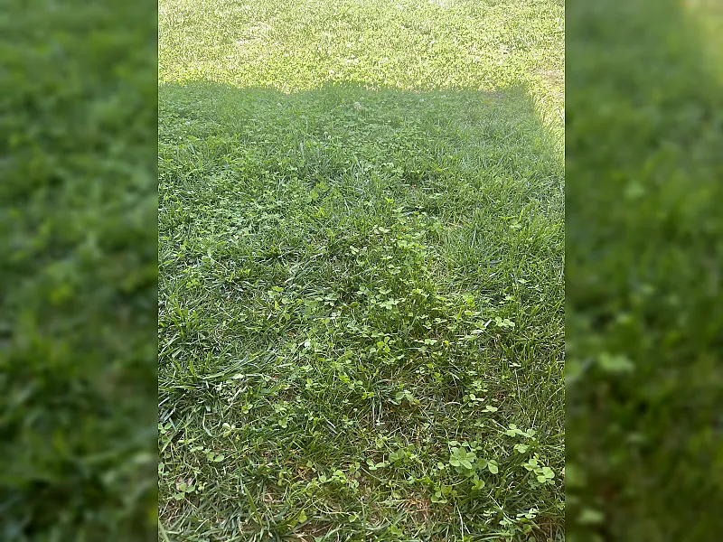 Imaginea Serviciului